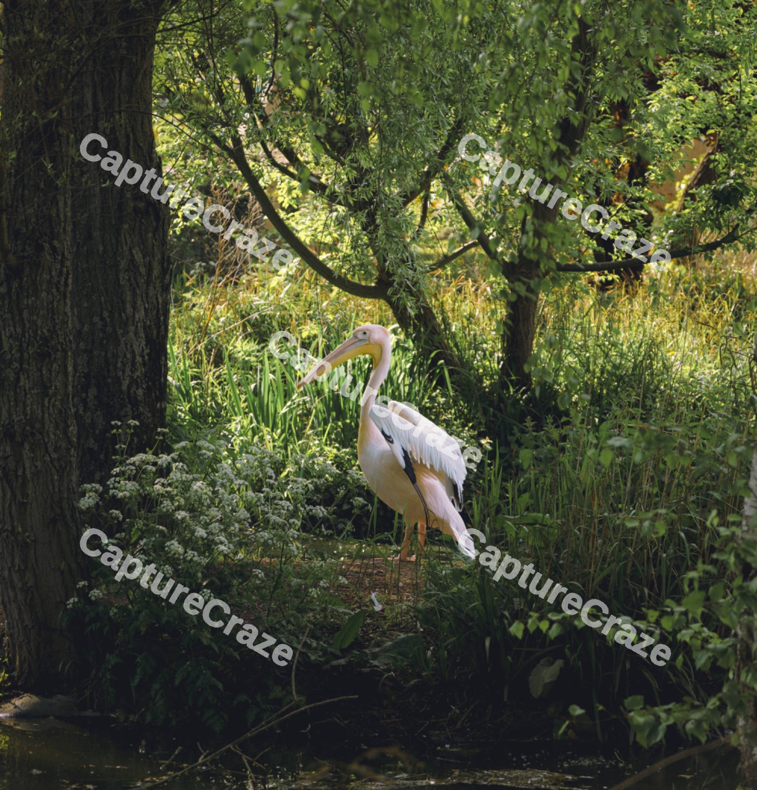 A Pelican Standing Lonely